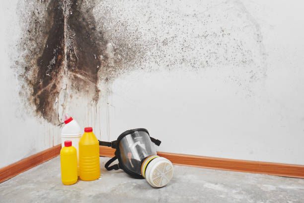 Best Residential Mold Removal  in Pepperdine University, CA