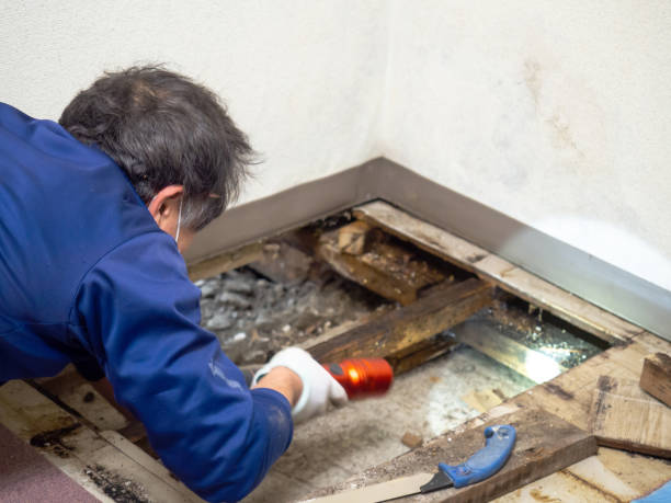 Best Home Mold Removal  in Pepperdine University, CA