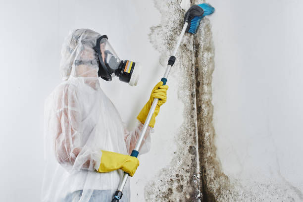Best Attic Mold Removal  in Pepperdine University, CA