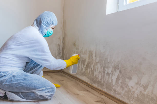 Attic Mold Removal in Pepperdine University, CA