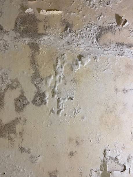 Best Mold Removal Specialists  in Pepperdine University, CA