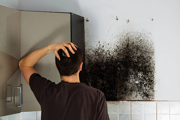 Best Attic Mold Removal  in Pepperdine University, CA