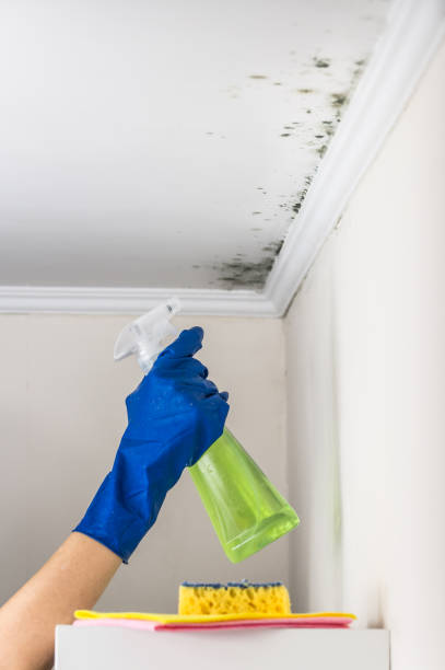Best Commercial Mold Removal  in Pepperdine University, CA